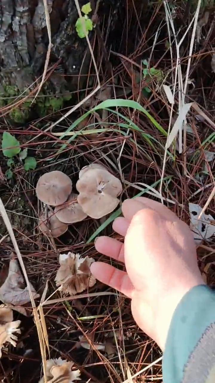 祁阳出鸡枞菌了。
我这也不到多少钱，我想吃不吃的晓得。捡个板凳快点，算了没钱了，