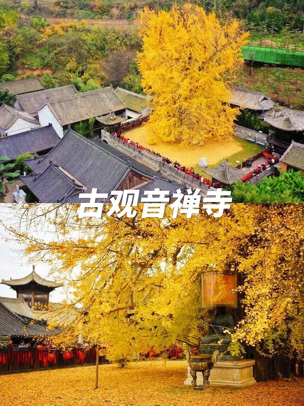陕西即将入秋，这几个赏银杏的地方你一定要。【银杏篇】金黄的秋天最美