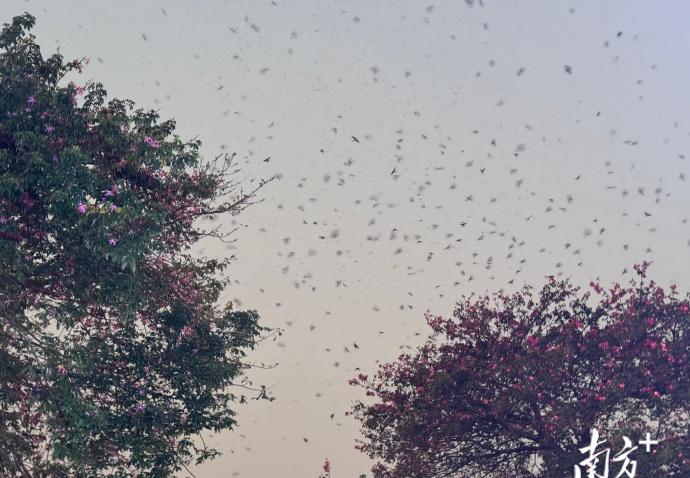 鸟屎袭城 看着可有点瘆得慌了，不过属于正常的自然现象，希望可以有妥善处置的方法
