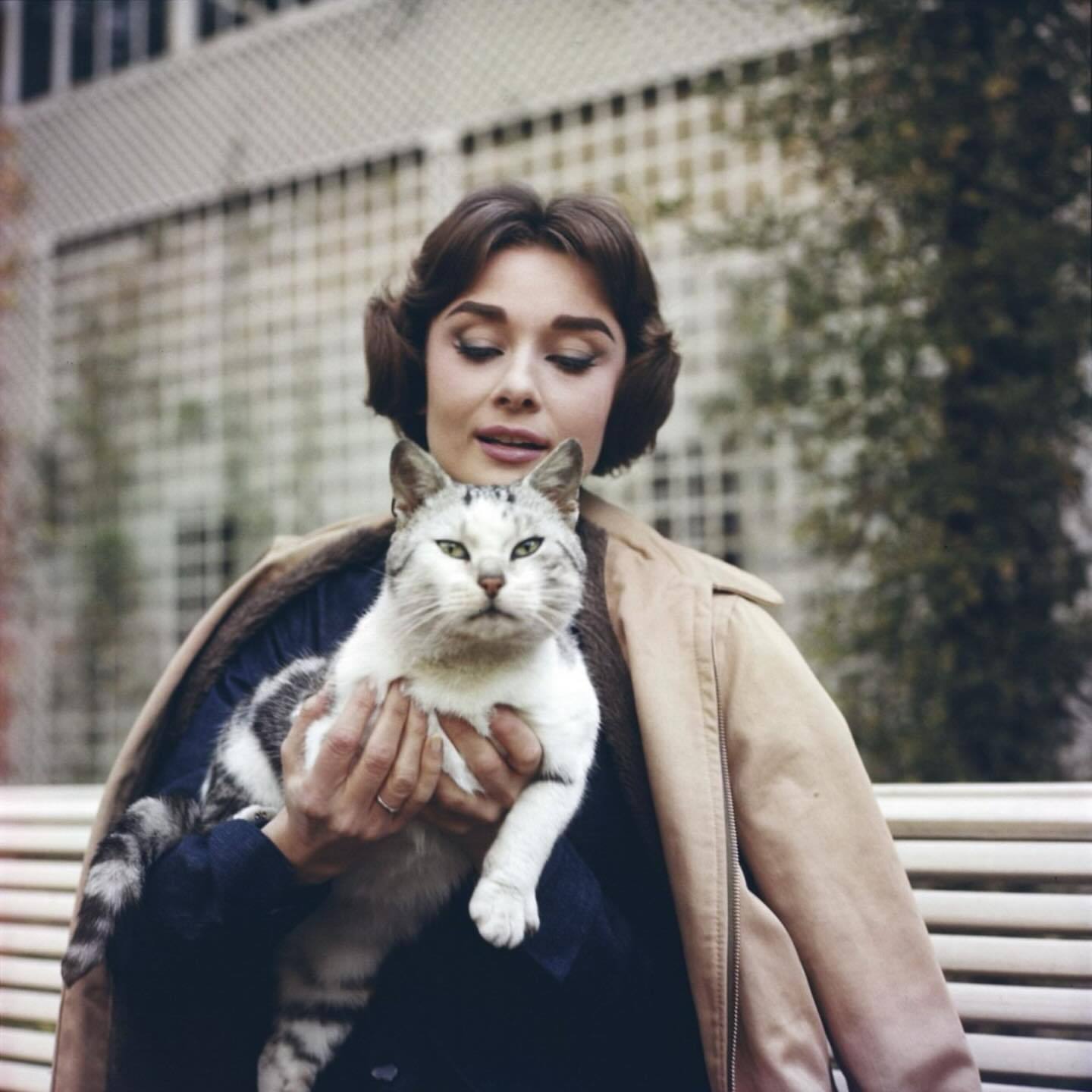 赫本与猫🐈‍⬛Audrey Hepburn with Cat 📸 ​​​
