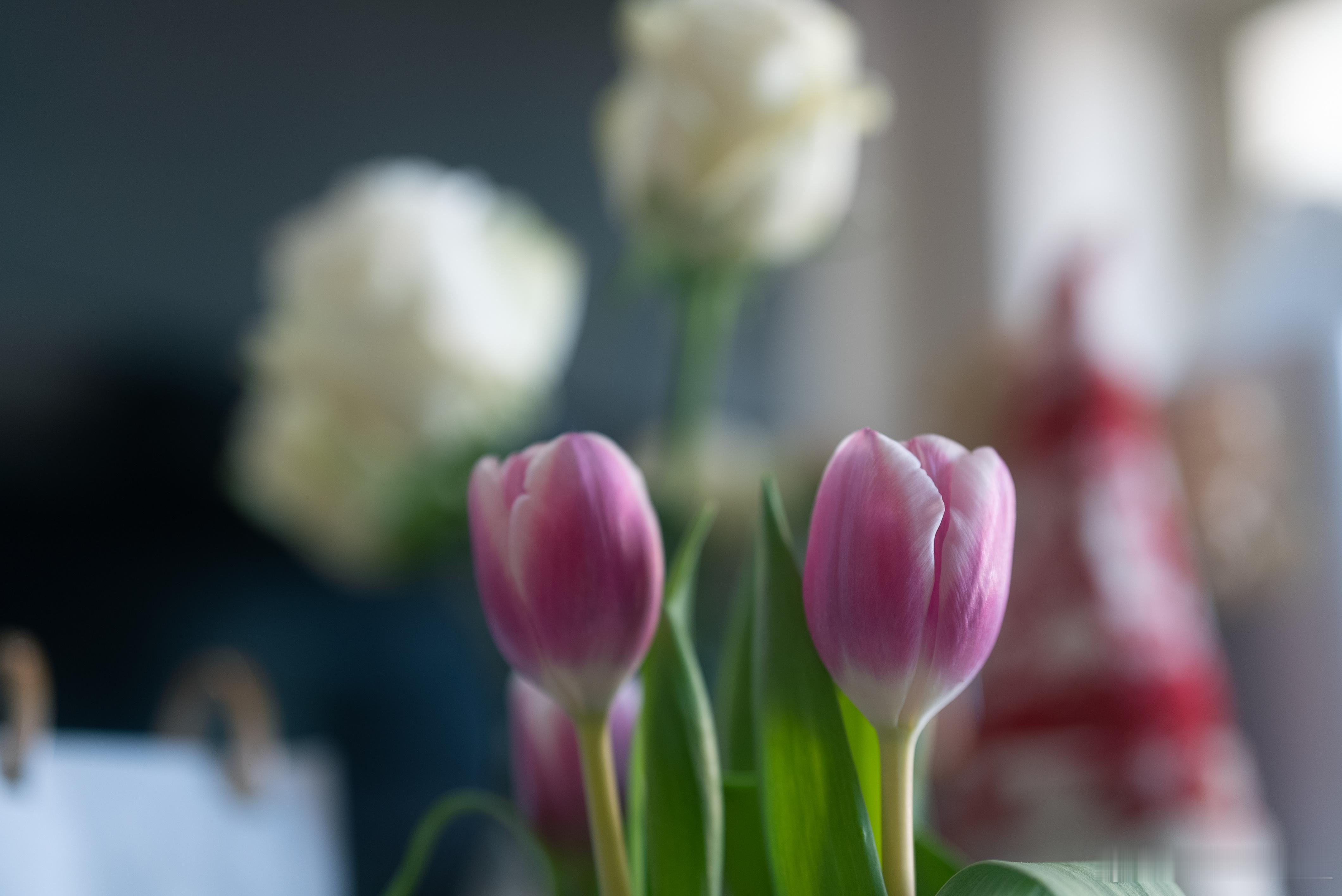 本土派和外来派。 