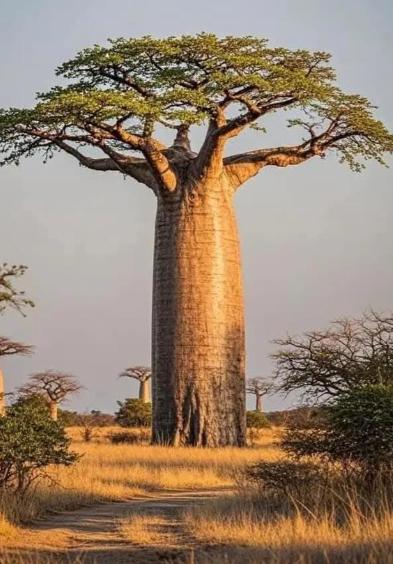 非洲大陆坐拥极其丰饶的自然资源，土地、动植物、天然物产应有尽有，却始终没能跻身世