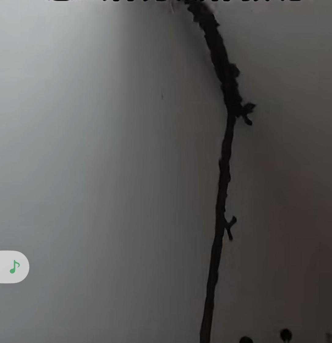 有房子不是什么好事，长期不住人白也会把你房子吃掉，好好一套房空置三年，直接被白蚁