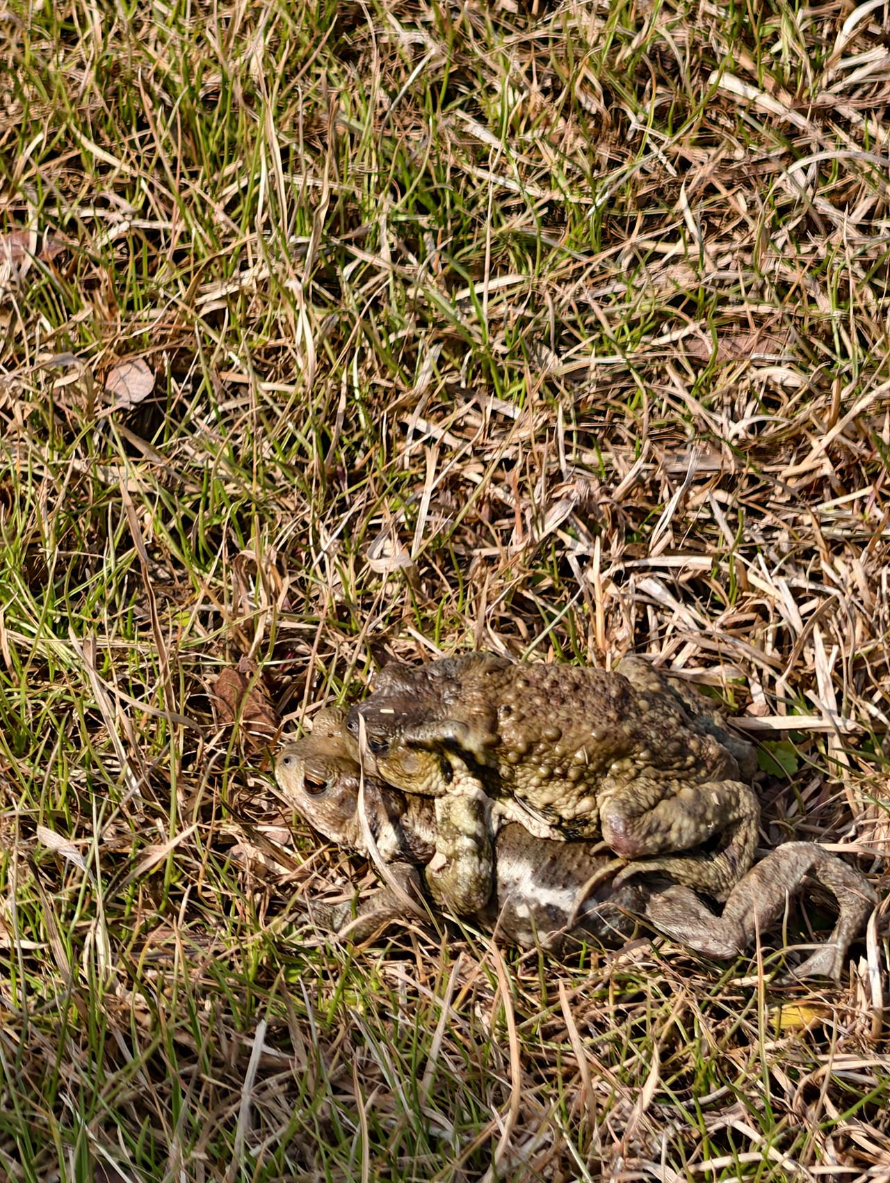 这是癞蛤蟆！！！
刚立春，癞蛤蟆就出动了？
他们不冬眠吗❓️❓️