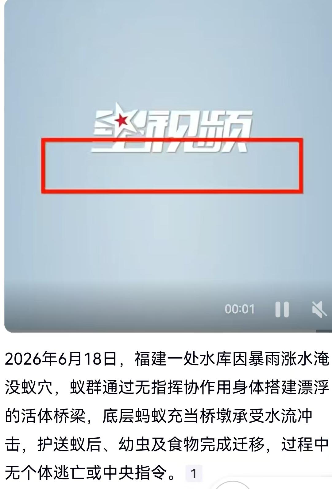 暴雨突袭福建水库，蚁群“肉身搭桥”震撼全网：底层的它们，还在吗？
2026年6月