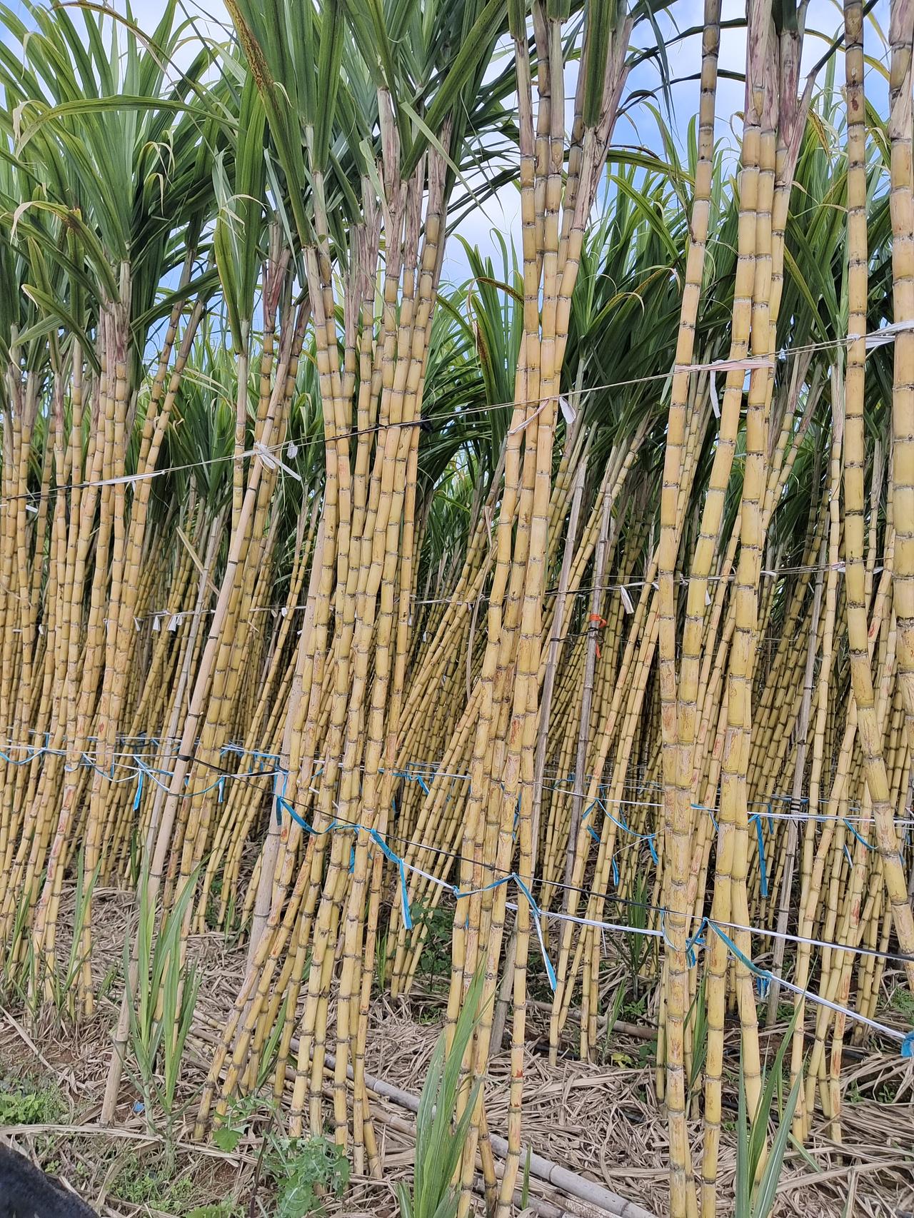 晒图笔记大赛这是什么？有谁认识说一下[笑哭]