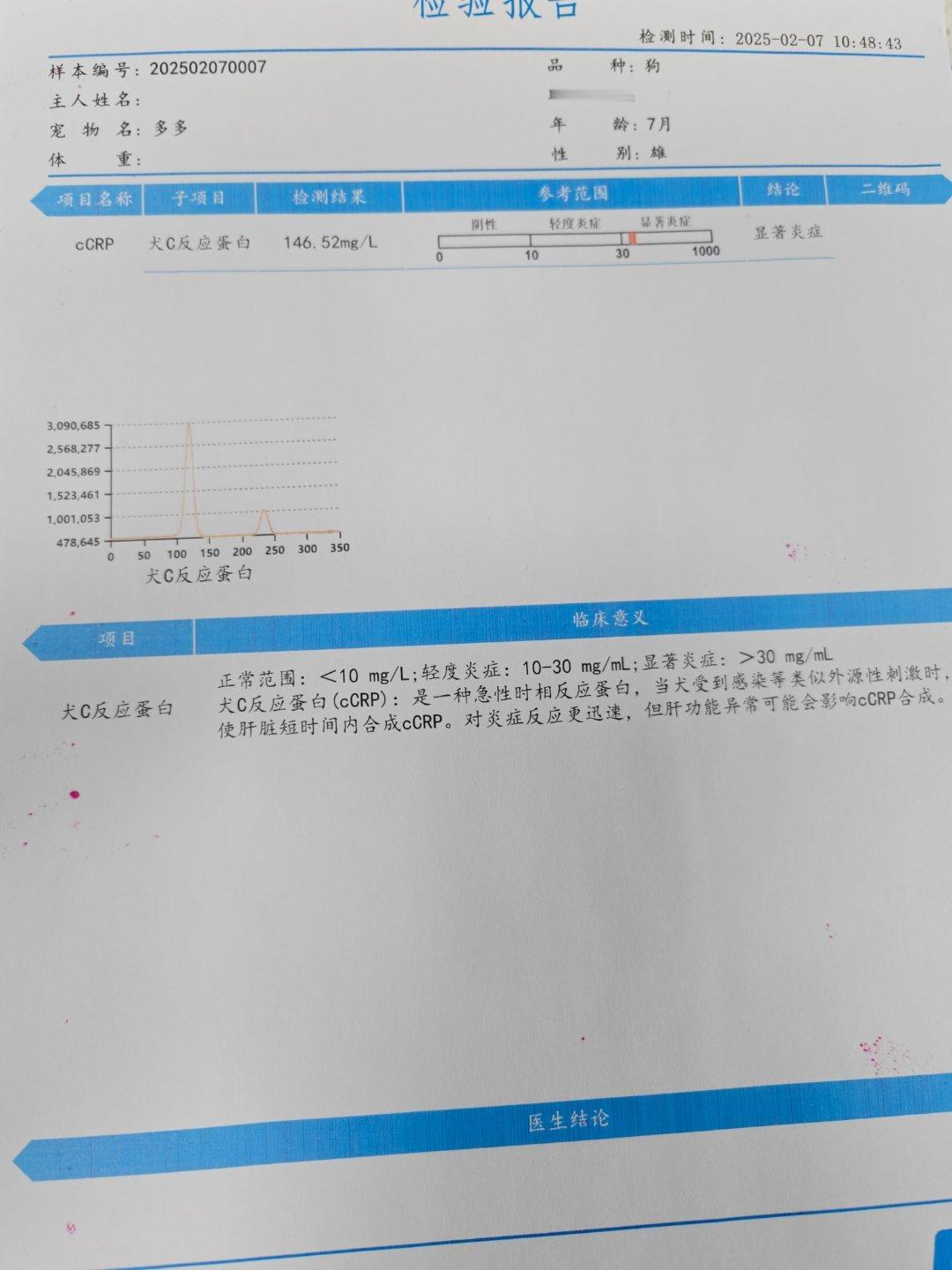 带狗子来医院检查了，炎症超标了… 先输两天液，还是还不行就得开膛破肚了，看看有没