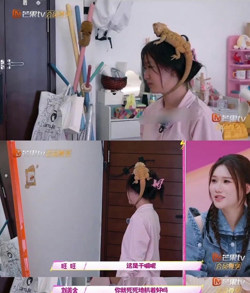 #要不说刘美含能当黑魔仙#刘美含竟然把蜥蜴当宠物养，还让他趴头上[裂开]搁我我要