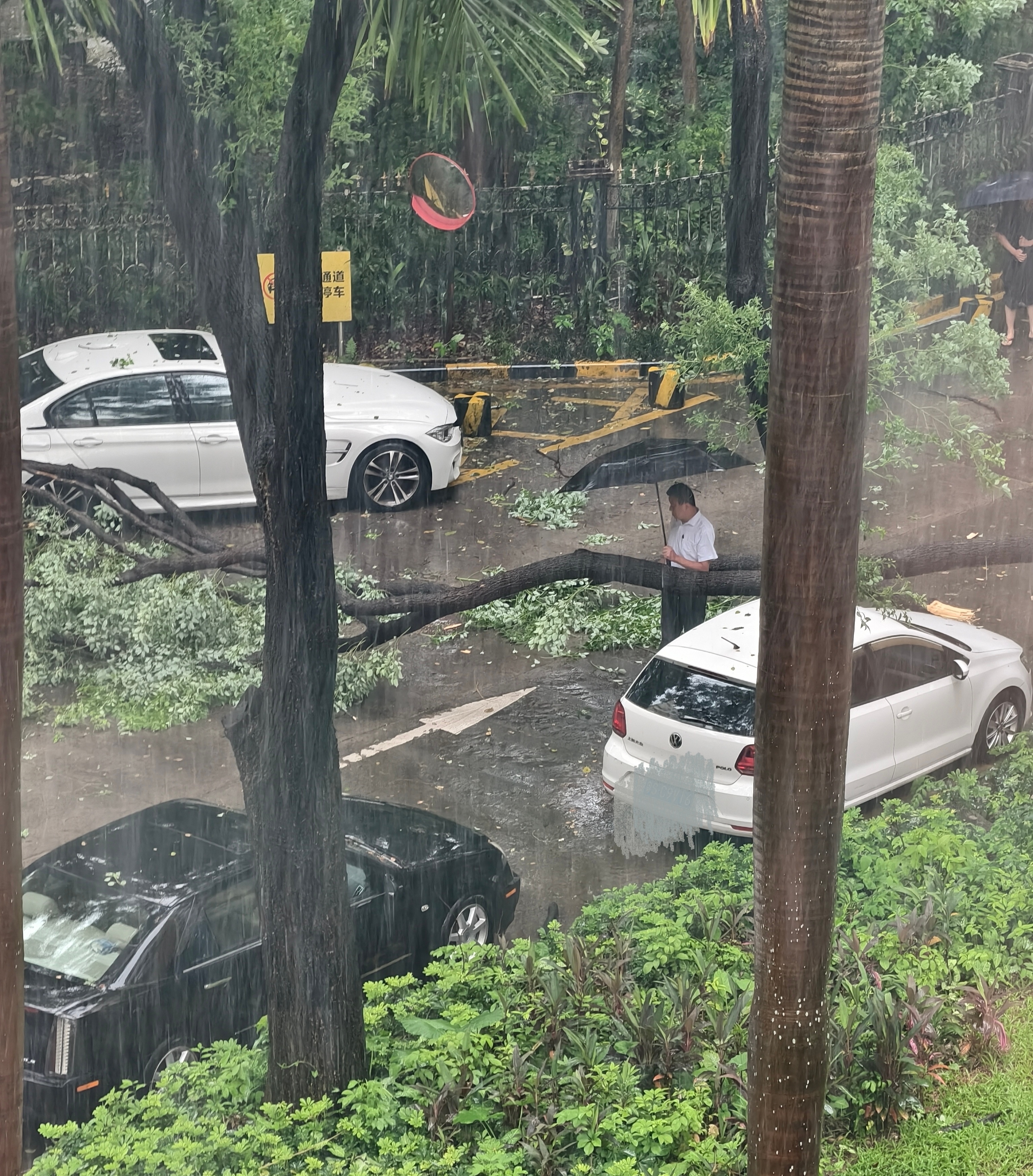 台风红霞加强为台风级 刚刚外面一声巨响，一颗树给吹倒了，正好把小区出口给堵上了，