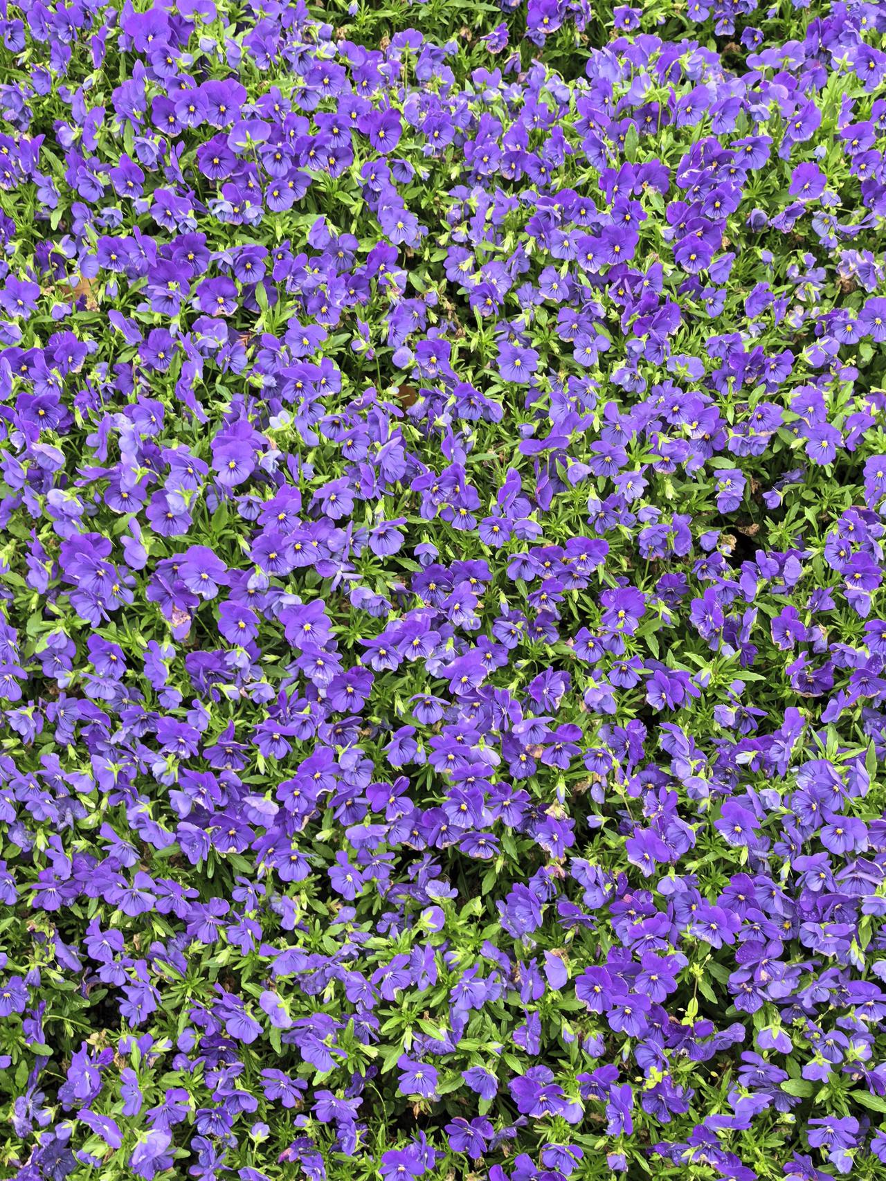 四月的风，是个顽皮的画家，
提着五彩的颜料，在林间挥洒。
它给牡丹涂上一抹富贵的