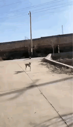 走近看才发现这只狗子只有两条腿，这算不算狗坚强#我看到的小狗# #突然出现的狗子