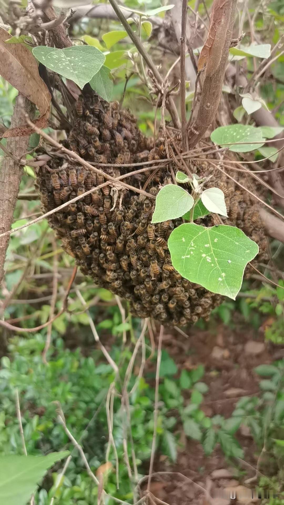 这应该是蜜蜂吧？不知道为什么，会在这树上做窝？

后来我问了一位曾经养蜂的朋友，