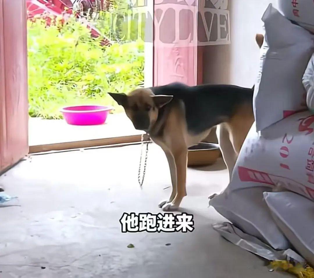 江西南昌，一9岁男童暑假去乡下找同学玩，见家门没关，闯了进去，不料，一条拴在屋内