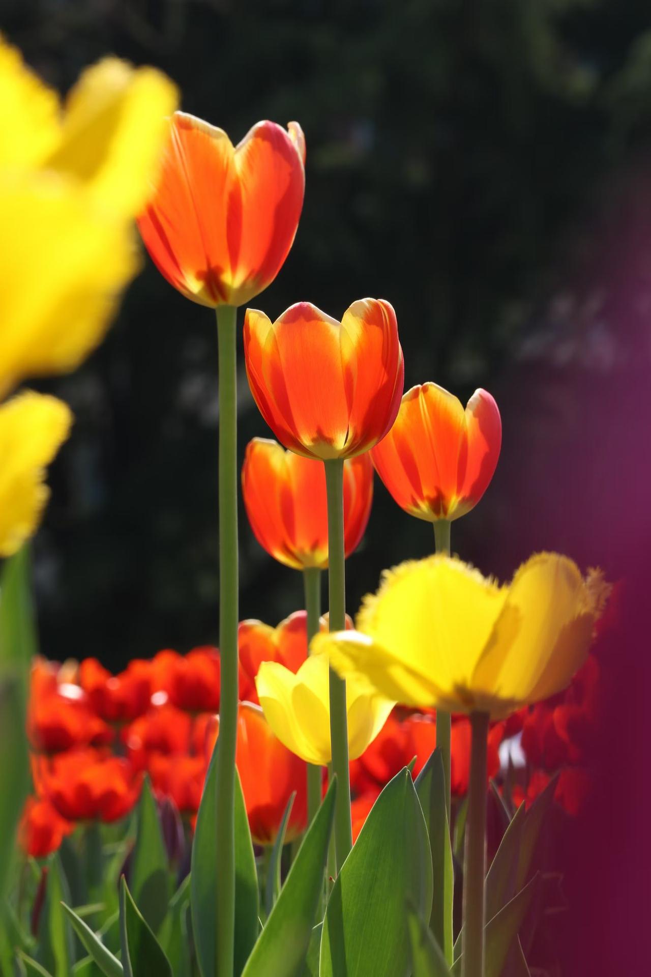 郁金香不语，却答尽了春天的温柔！
春风拂过人间时，总不忘捎来一场盛大的花事，郁金