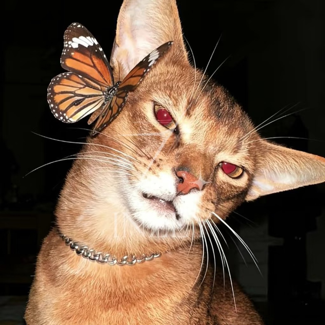 小猫头像 