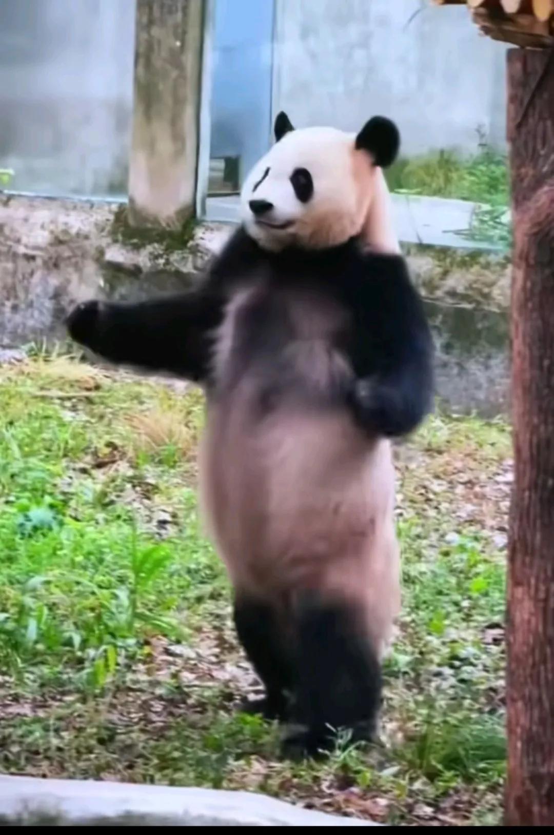 天哪，我看到熊猫走路啦！
重庆动物园的大熊猫良月，应该是六顺里最高大的一只了，一