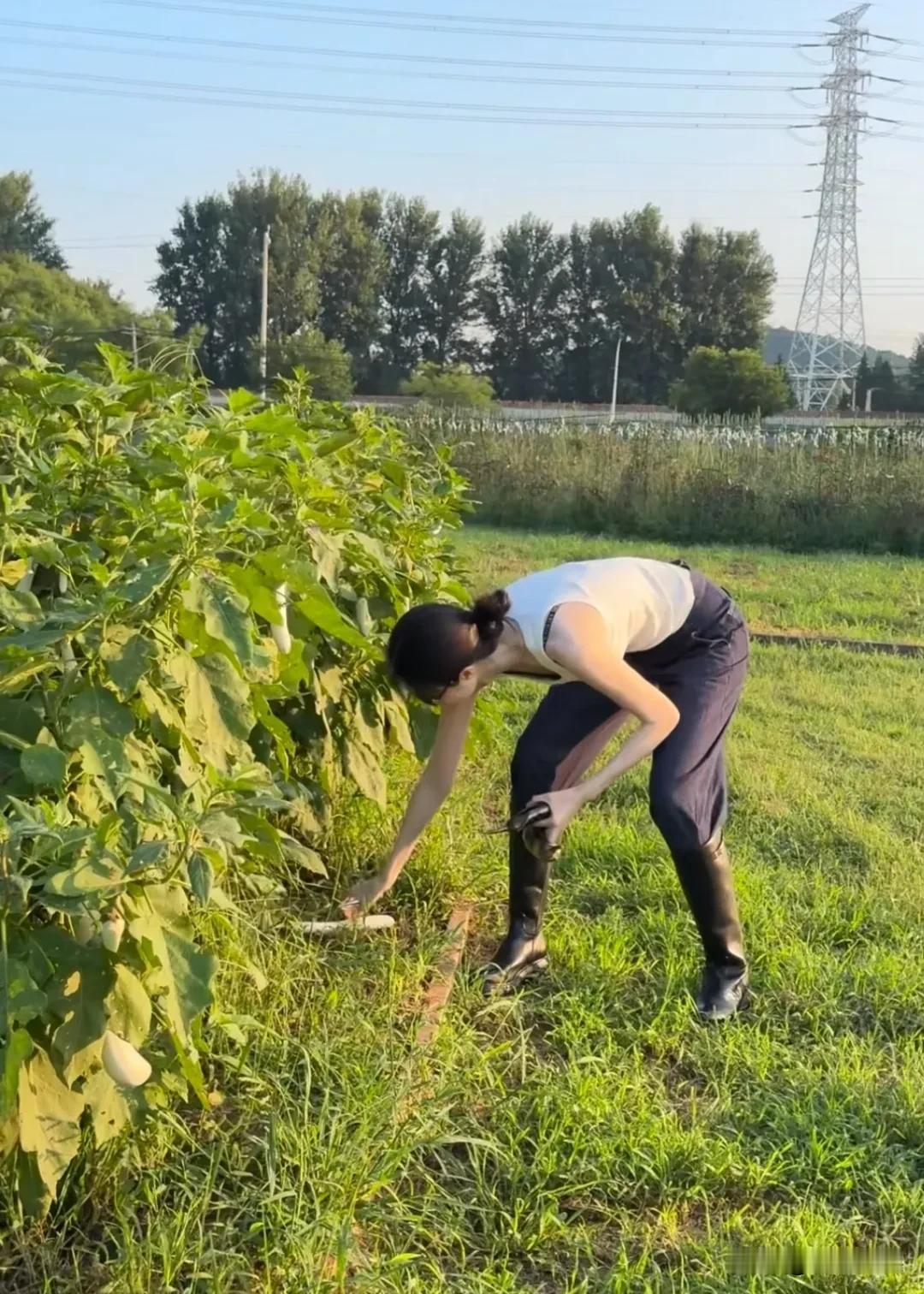 普通人种菜是为了生活，有钱人种菜，是为了享受生活。[呲牙]
何穗现身北京一家农场