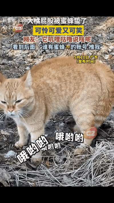 笑不活了家人们！
       广东这只贪玩大橘猫，这下可彻底长记性了😂

 