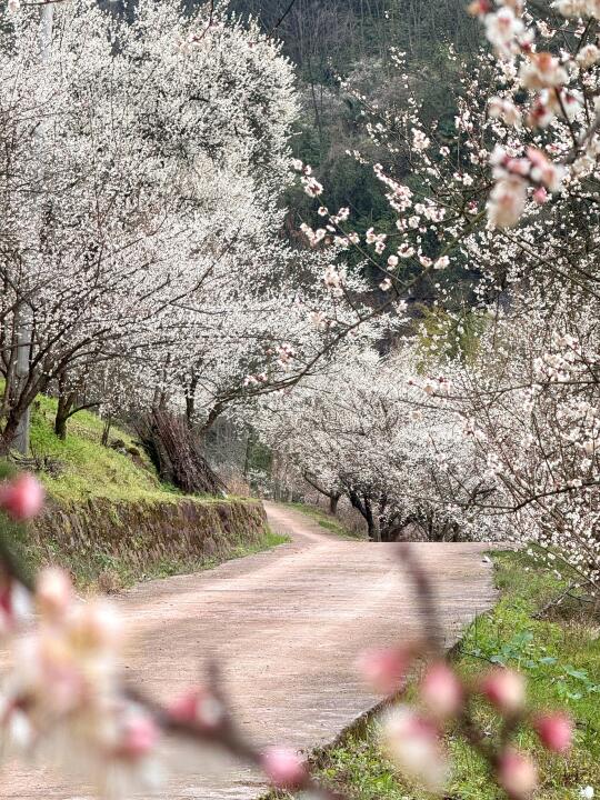2.7实拍！大邑梅花林🌸雁鹅村美哭我了😭