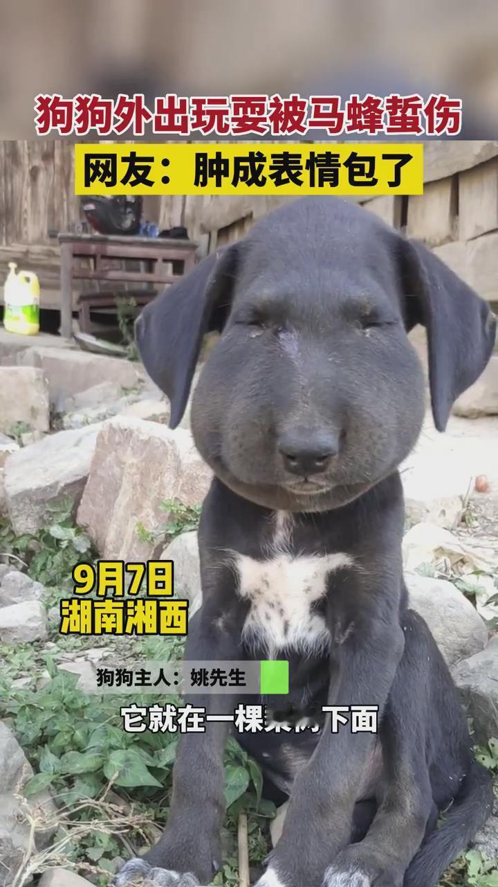 出去玩招惹谁不好，非要招惹马蜂，这下好了，直接变成表情包了。