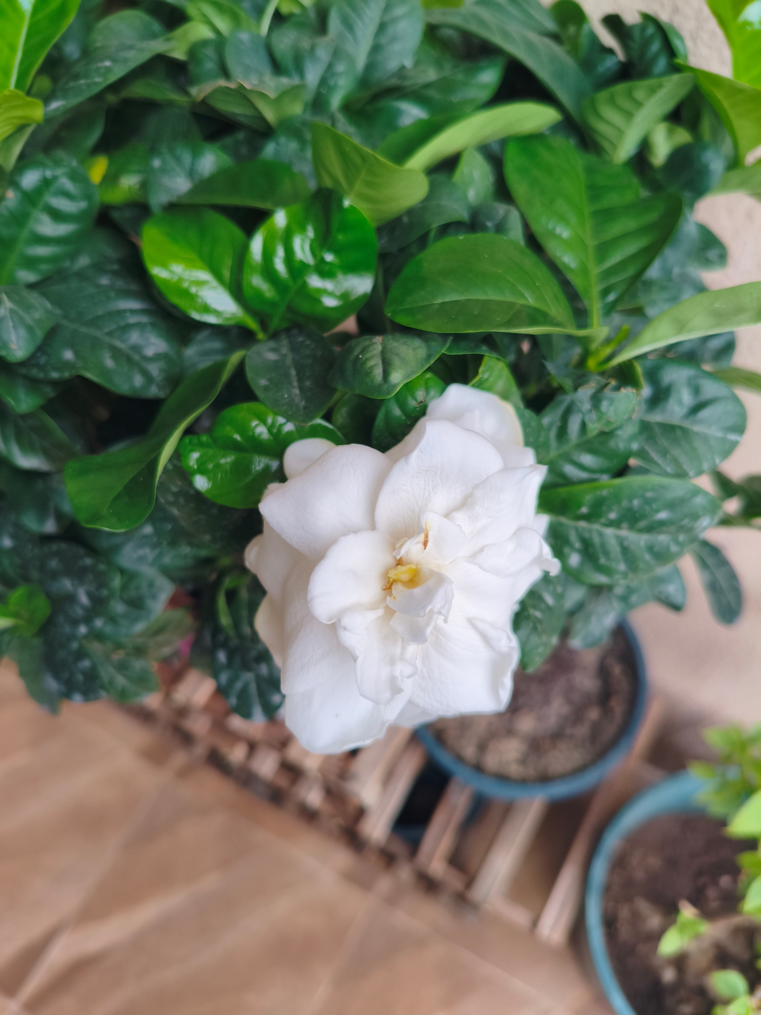这盆栀子花养了几个月就开了这么一朵，其他的花苞每次都还没打开就掉了，咋肥事呢 