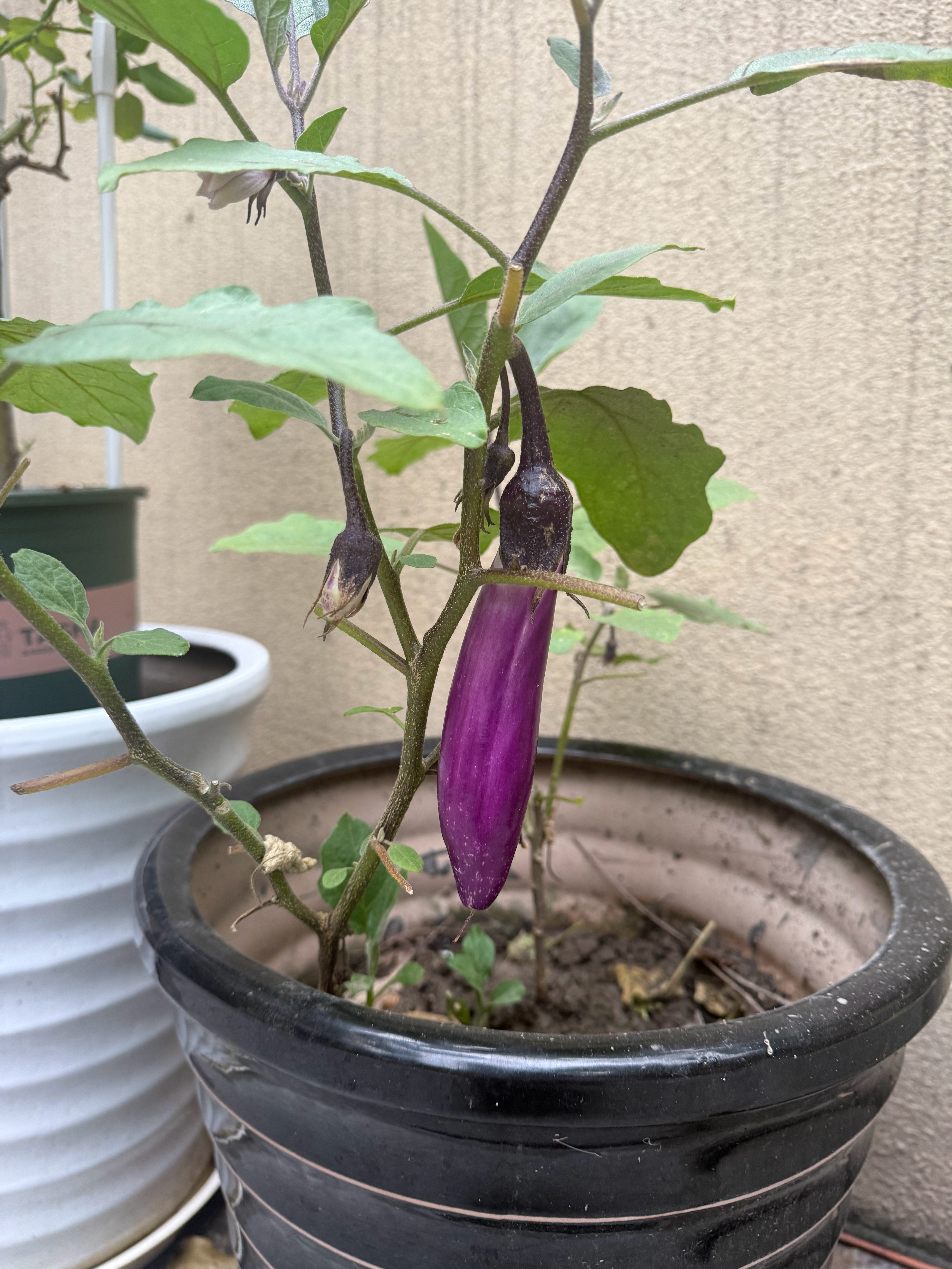 茄子长出来了 