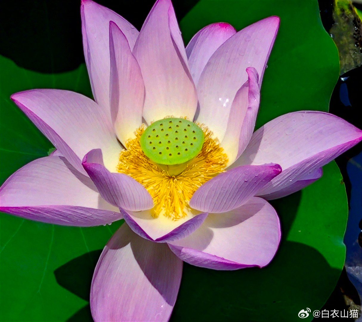 我喜欢吃鱼，常吃鱼就免不了被鱼刺卡喉。我被鱼刺卡喉了也不怕，因为旁边就是自己单位