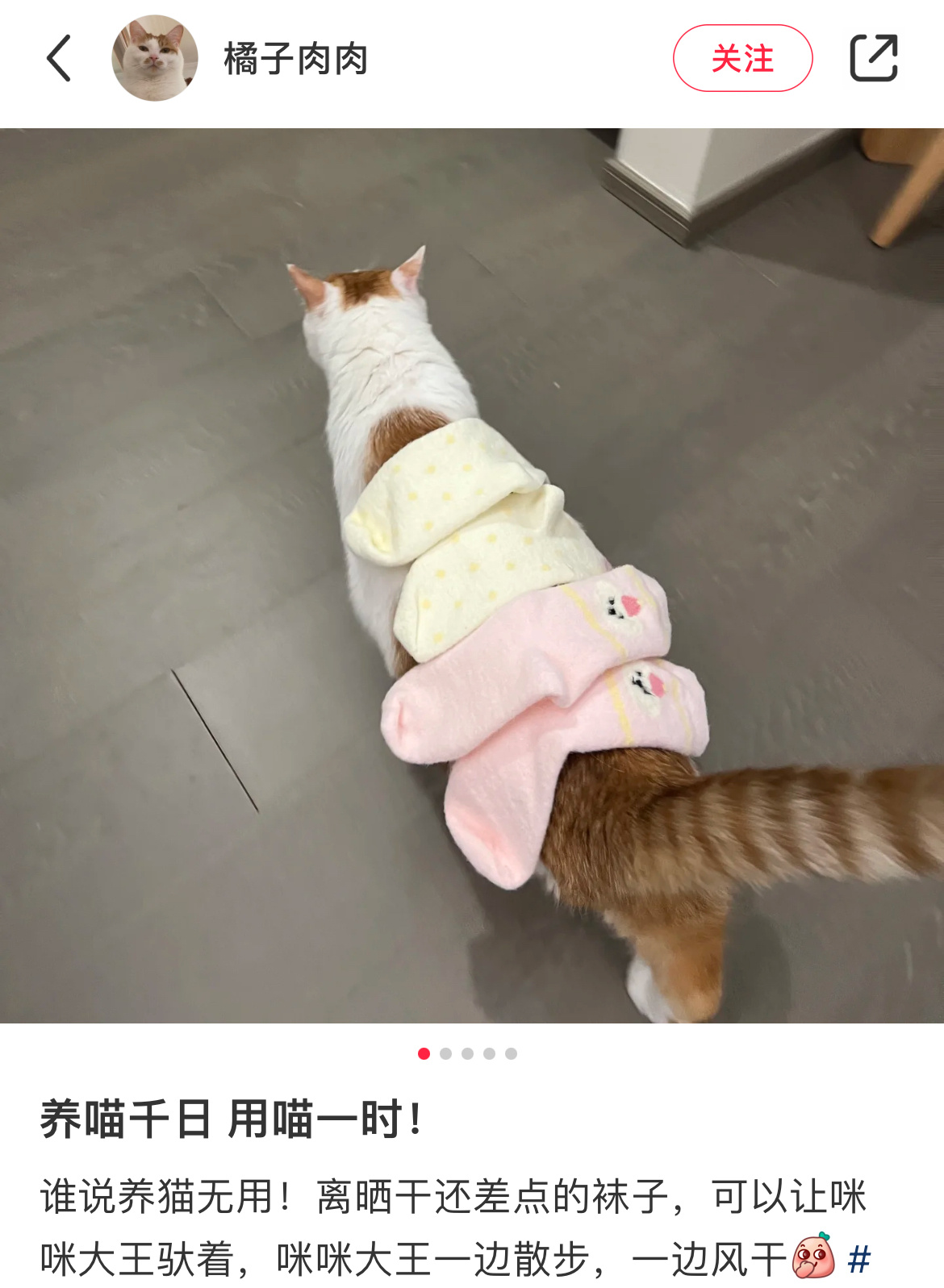 半自动风干机猫咪版 