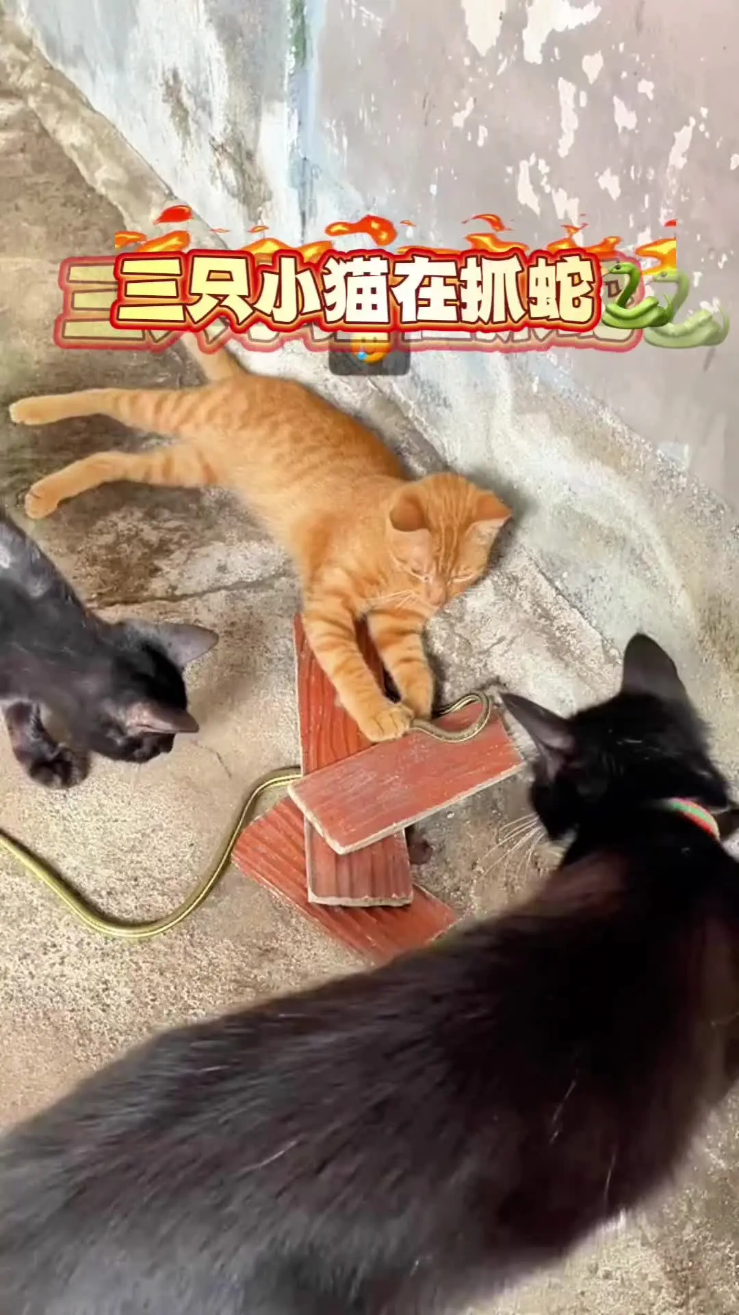 萌宠 可爱到爆炸💥 猫咪的迷惑行为 奇趣动物