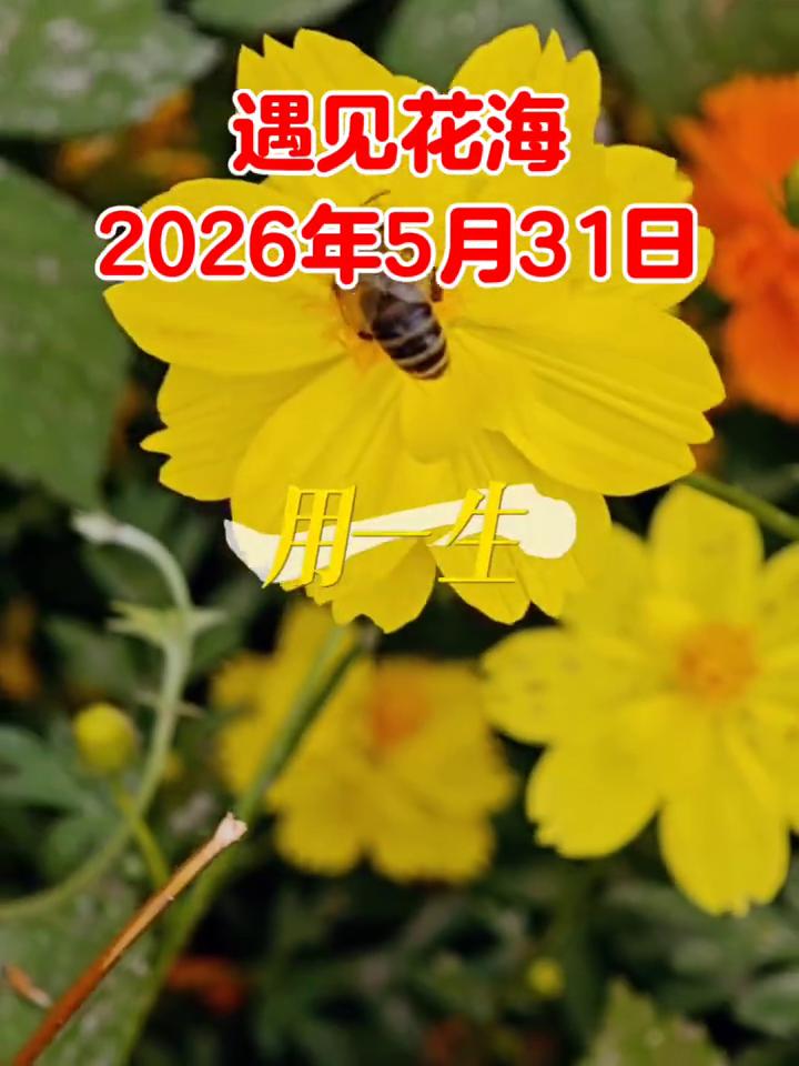 遇见花海。
2026年5月31日。走我过，我多想陪你。沧海到桑田，你就是我。不变