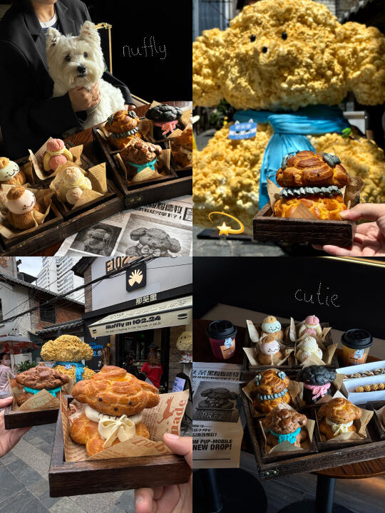 （昆明）救命。。被这只唯一的泡芙女狗🎀cute到