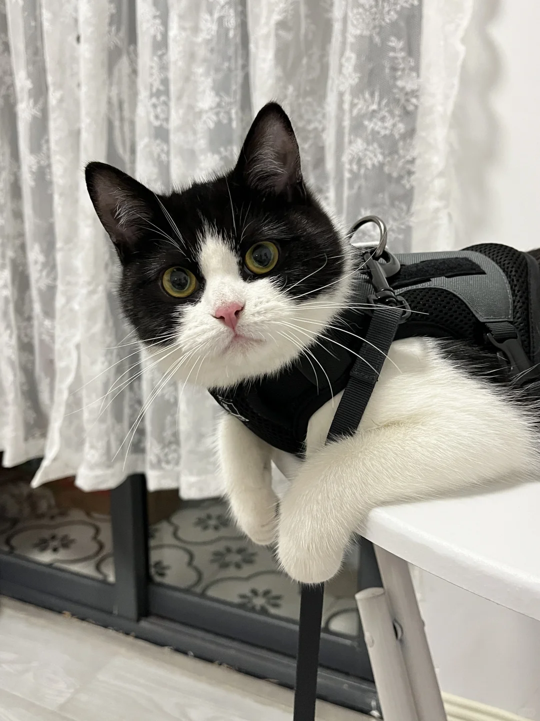 猫猫珍贵入伍照😎