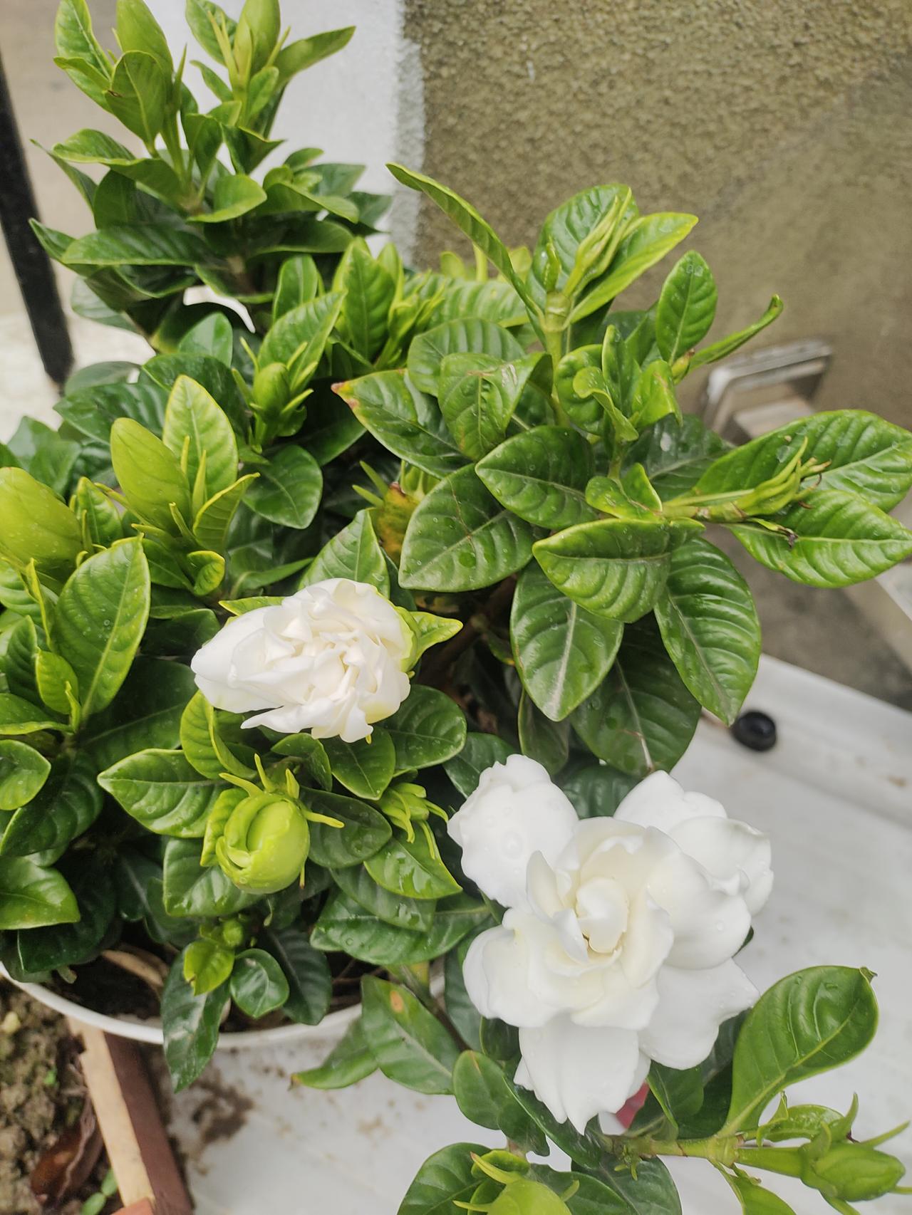 打理刚种的花
清明前种的花，有的开了，有的破土。
都是希望！其实庭院里也很美。