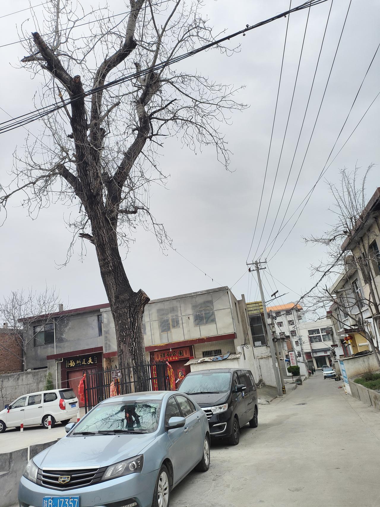 晒出今日随手拍老巷里的枯树还没等来新芽，电线牵着阴天，车停在熟悉的位置，日子慢得