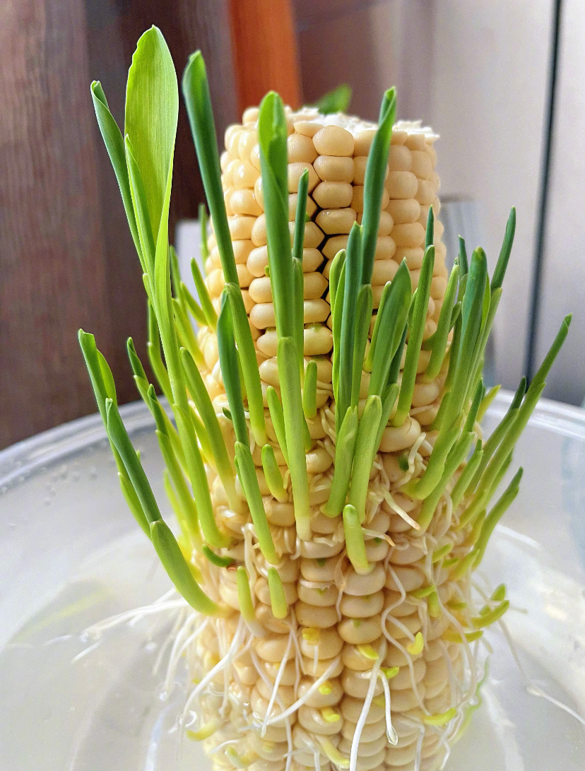 万物皆可水培 ​​​