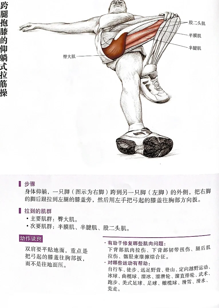 🔍关于臀大肌群的拉伸𓀀