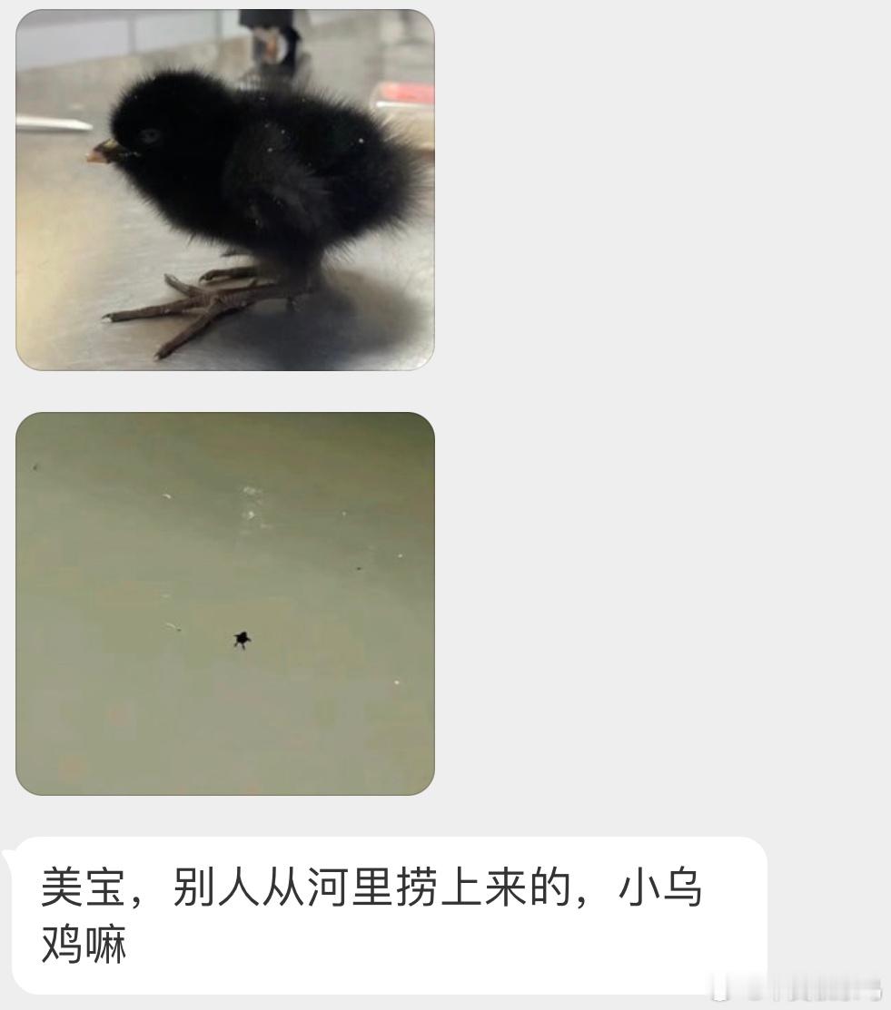 在河里飘着可怜又可笑…白胸苦恶鸟或别的秧鸡一类鸟的宝宝它们经常在河边附近活动，估