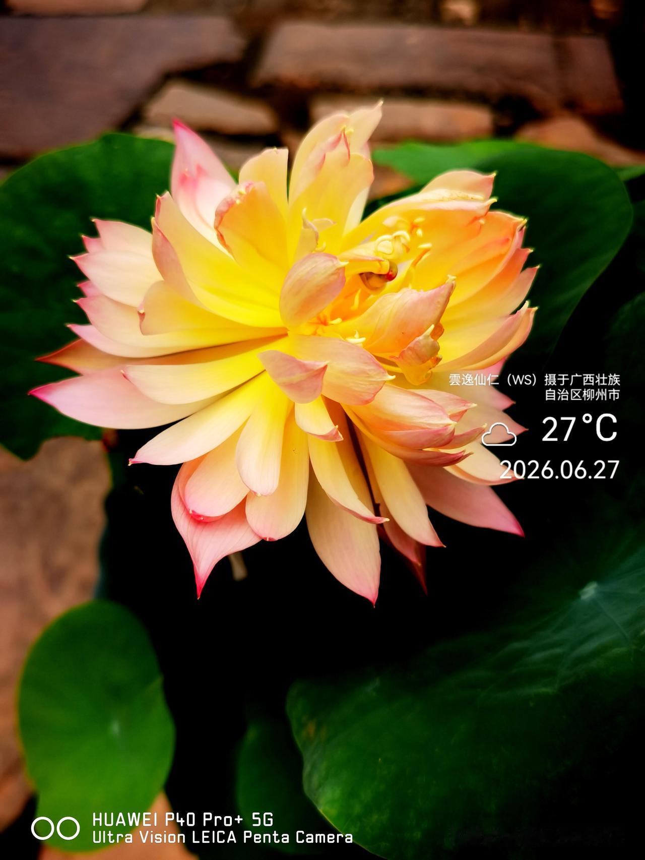 月居生活记录（10039）广西壮族自治区柳州市（76）花儿随拍11：鸳鸯羽荷花、