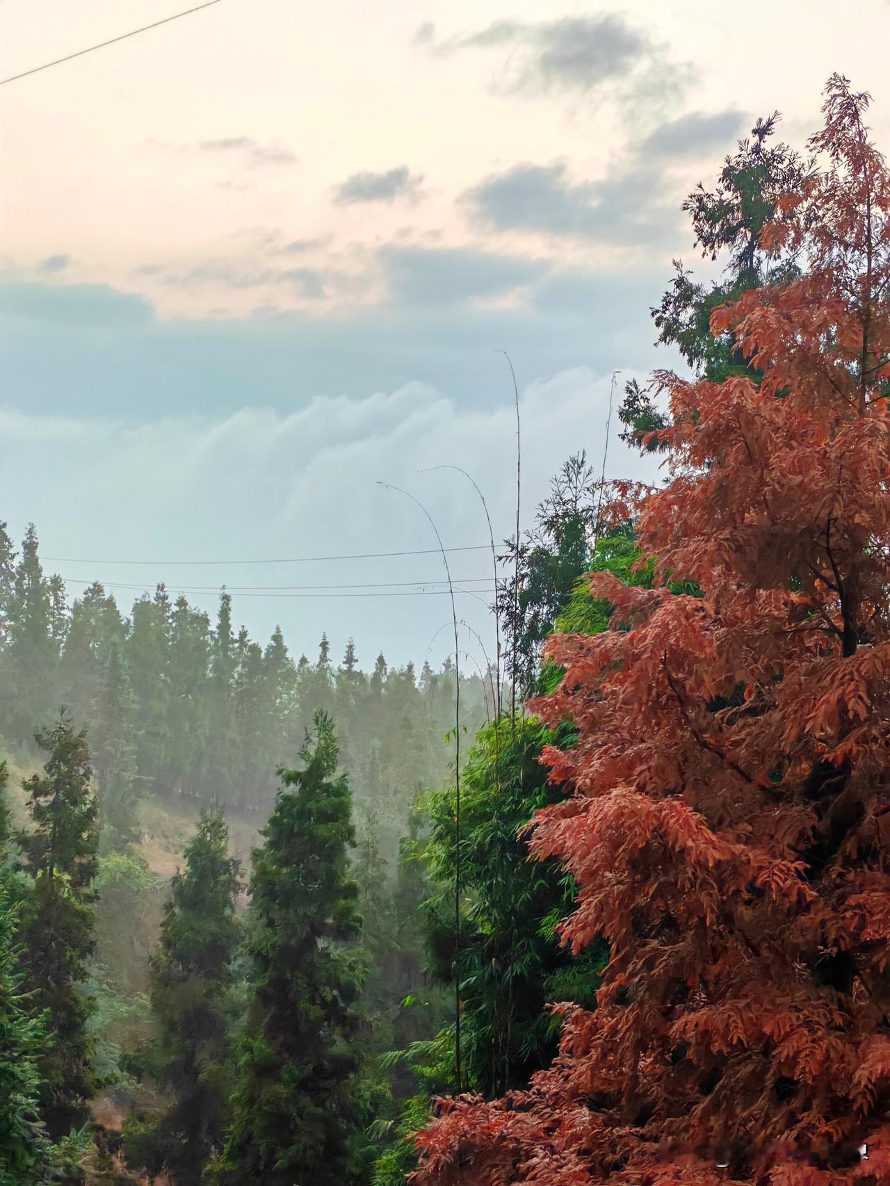 冬日心情，就像在初冬的周末。清晨，推开窗，冷湿的雾裹着薄霜漫入，银杏树的黄叶在灰