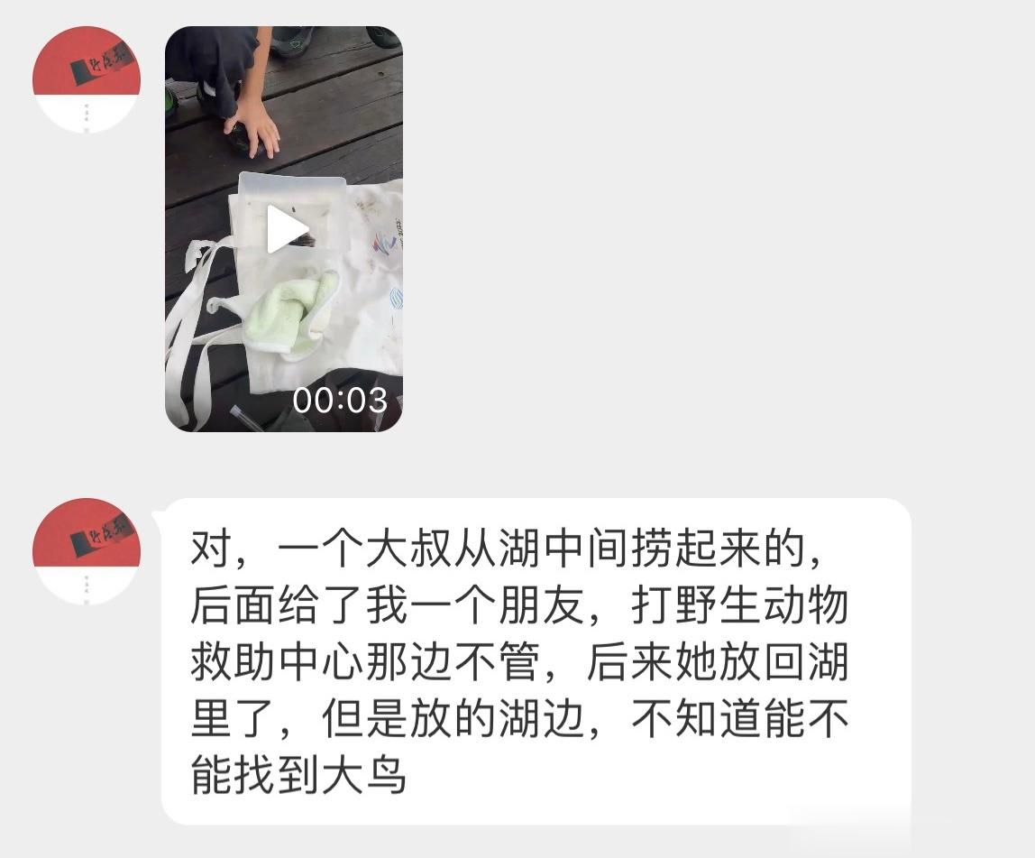 #鸟粉投稿#是一只【小xiǎo䴙䴘】它才出壳几天，平时就在小河里 鸟妈妈会照顾的