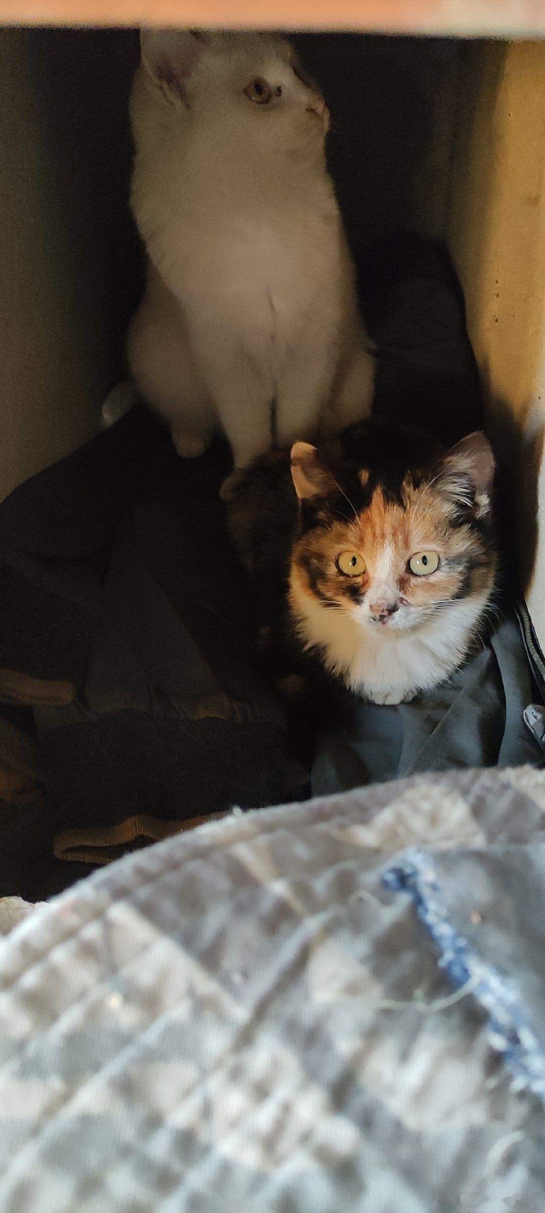 看我鲁F王祖贤的三花猫的盛世美颜。 