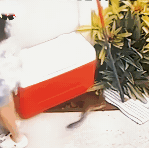 嘴巴涨的真大，差一点点，小女孩子就可能就被它咬到了。
隔着屏幕都感觉到小女孩子吓