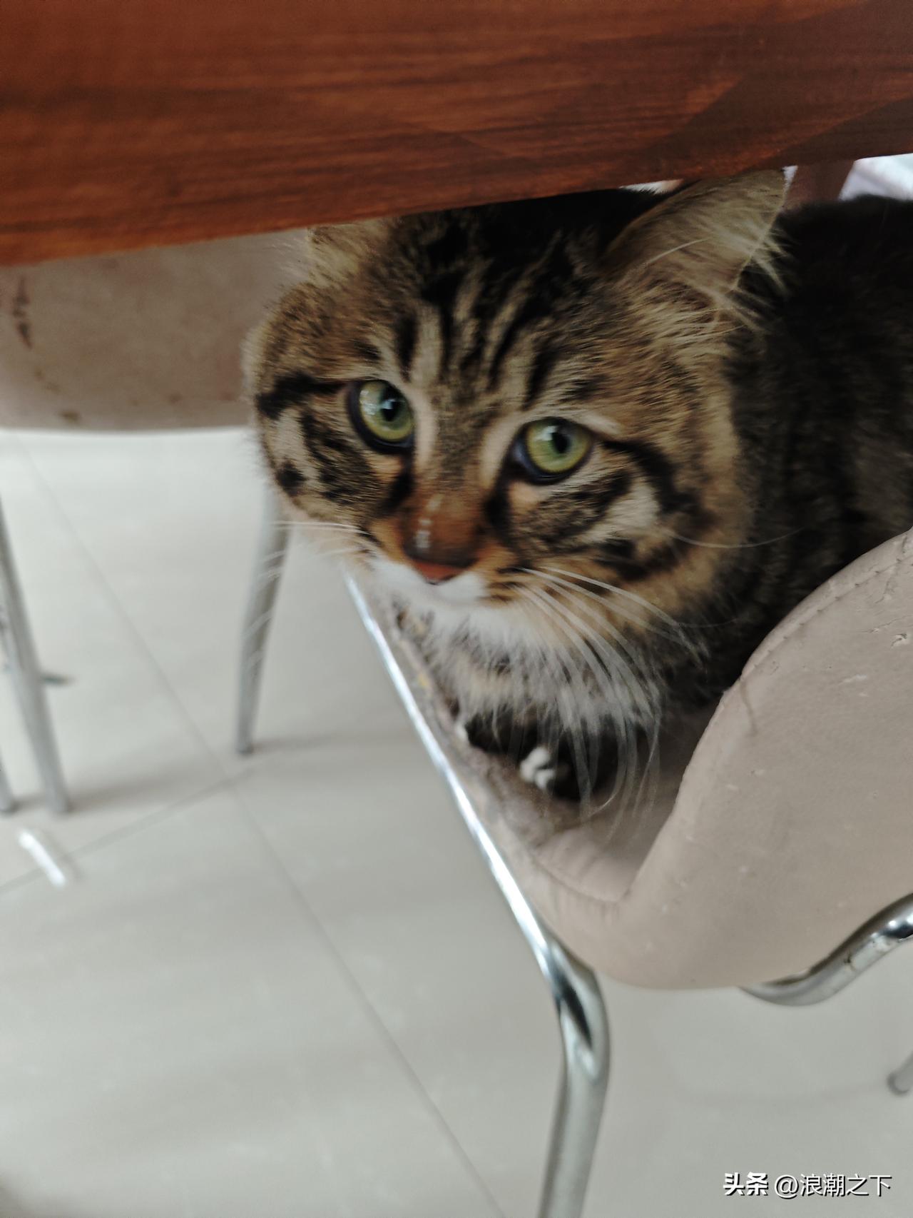 想看看你相册最近一张猫咪的照片