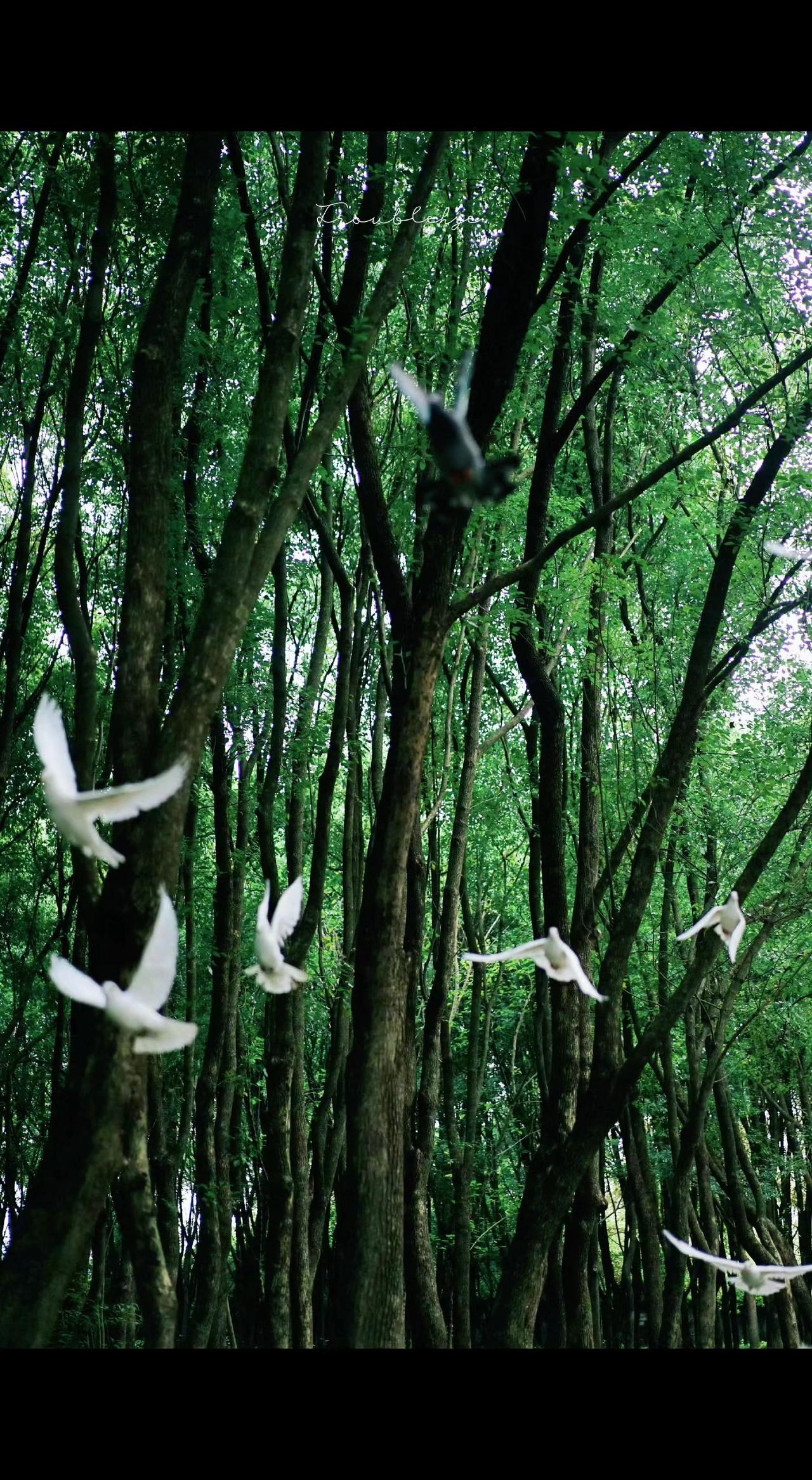 🌿树影织成绿网，白鸽是漏下的光✨ 自由从不是翅膀的事，是风的选择💨