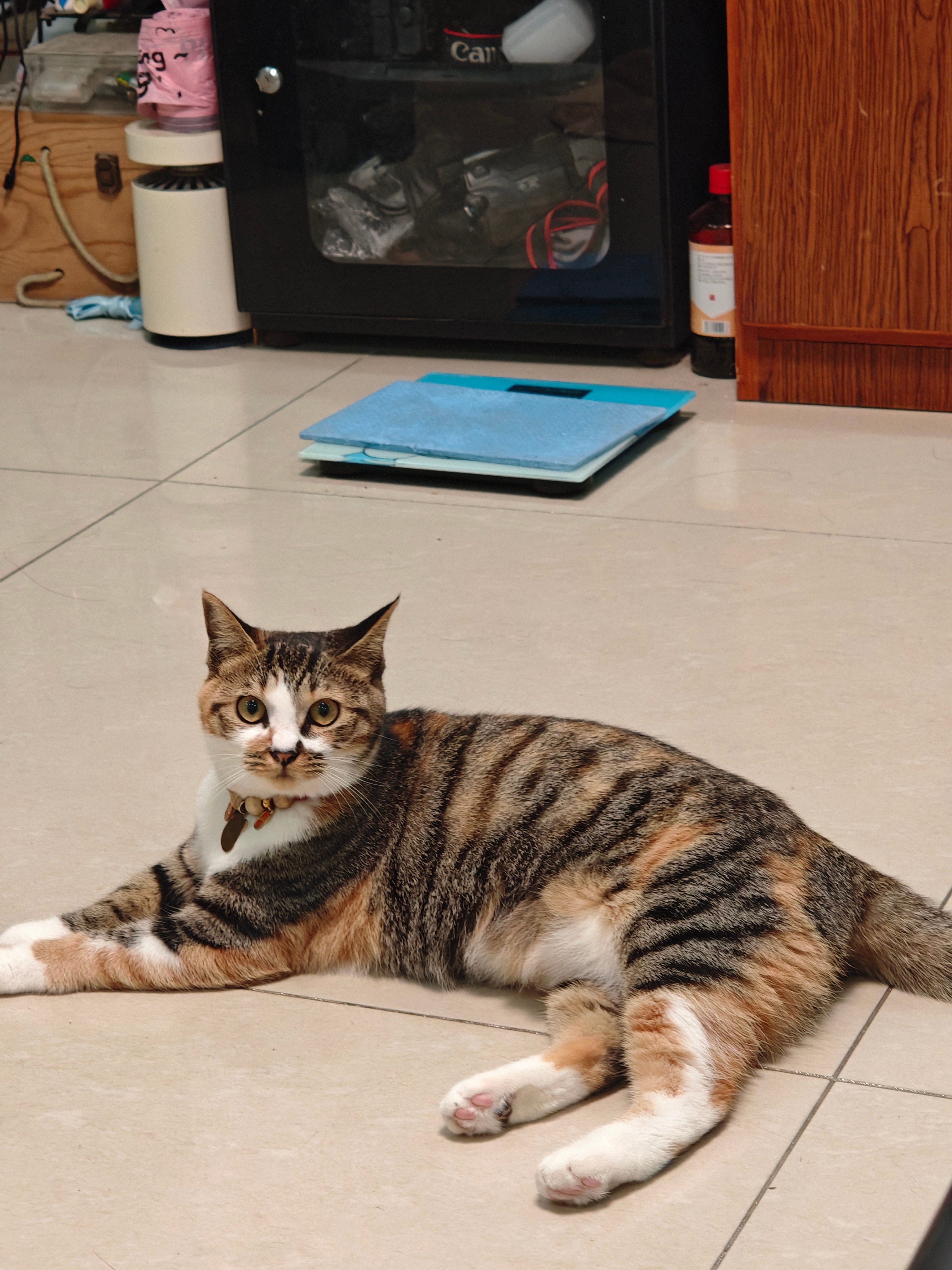八个月的猫是什么时候中时候吗