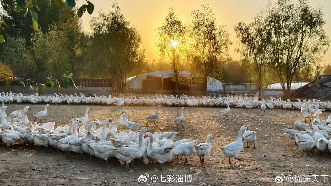 兴安盟闲置旧棚孵出致富鹅谁能想到，闲置多年的旧棚舍，如今竟“孵”出了致富新希望！