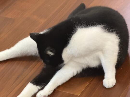 她今天被三花突袭，一猫静静发呆5分钟后