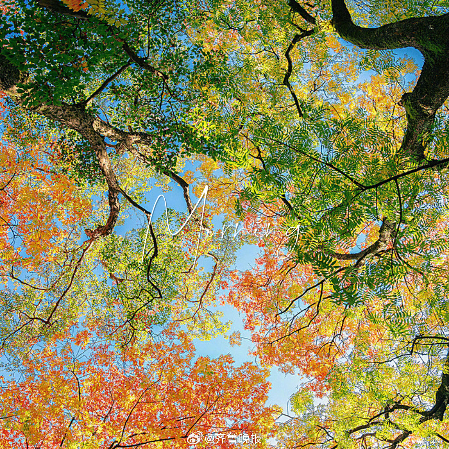 在断崖处 生出翅膀#早安#