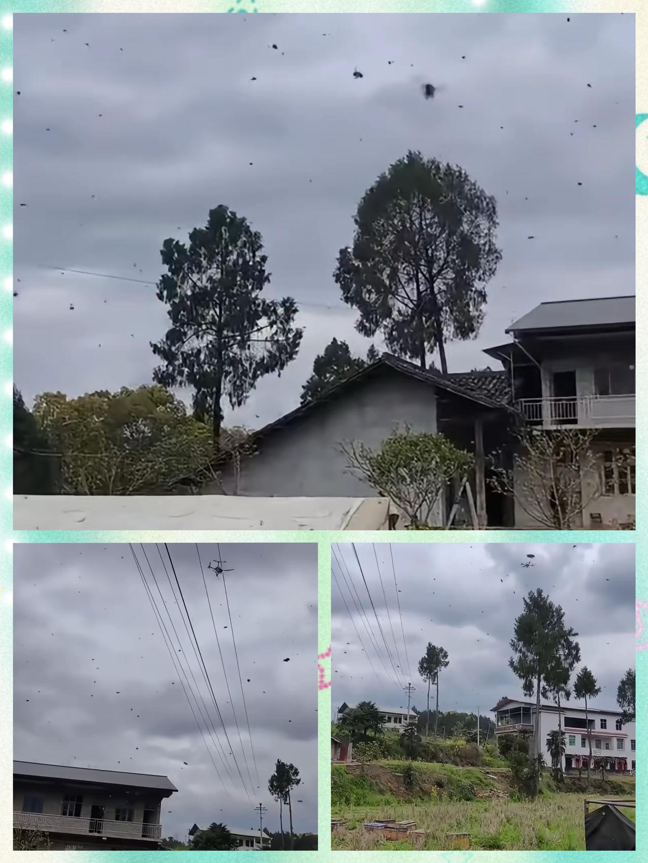 这个不明无人机又来养蜂场上空打农药了，这个难道就没有人来管吗？
        