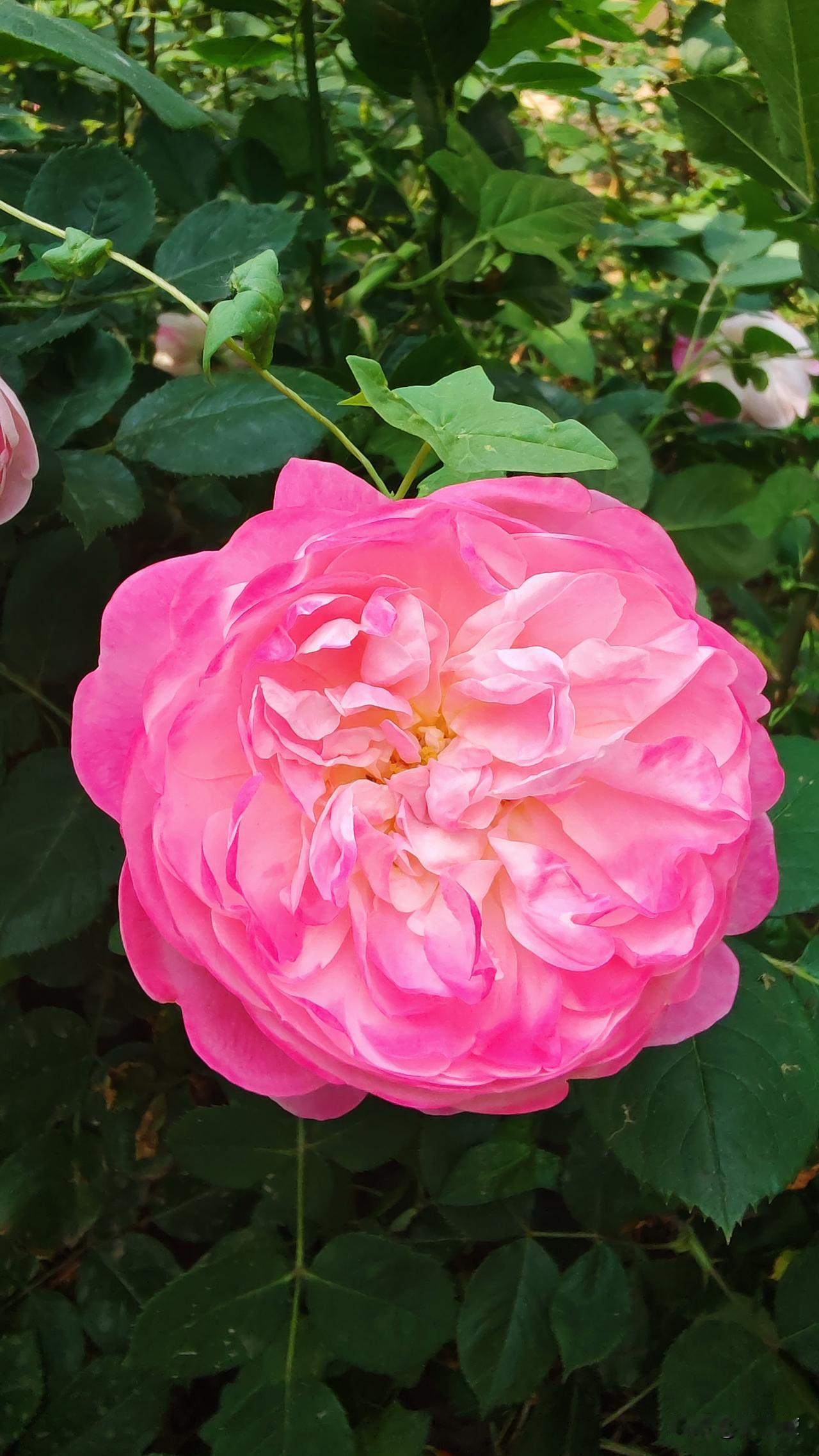 花无百日红，但却可以每年红一次